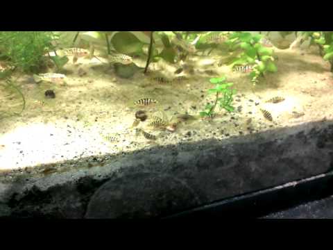 Baby bumblebees cichlids eating Omega-one