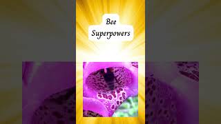 Bee superpowers, vision #bees #beeslife  #beeshorts  #beefacts