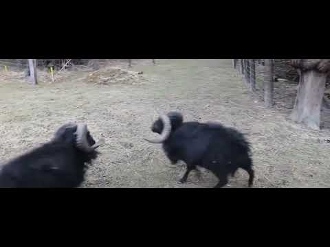 RAMS RAMMED