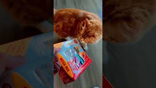 TreatsForTheBaby #subscribers #subscribe #subscribenow #cat #cats #catlovers #catvideos #catshorts