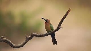 White fronted Bee-eaters at Aloe Farm, Hartbeespoort