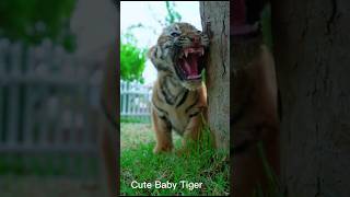Cute Baby Tiger Roaring