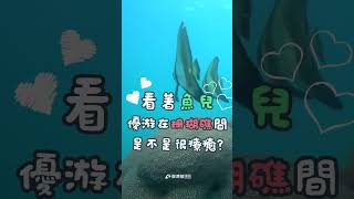 接收站毀滅珊瑚？ 眼見為憑！永安接收站水下珊瑚豐富
