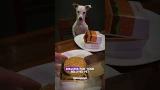 Ever wondered what foods could harm your furry friend? 🐶