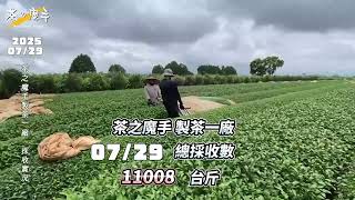 《茶の魔手》製茶一廠-1140729採茶菁記實