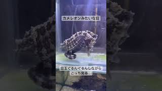 見れば見るほど魚類？ってなるけど魚類なんだよね