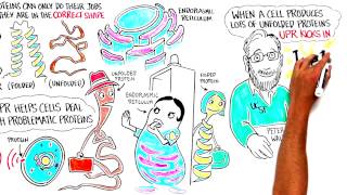 What is the Unfolded Protein Response?