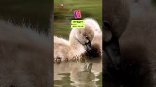 ABC Baby Sea Animals Song | Letter ABC | Learn #alphabet  #english  and #animals for Kids