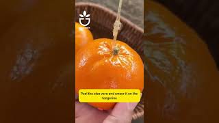 planting tips #garden #gardening #foryou #gardentips #gardencare #planttips #viral #fruit