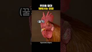눈치 챙기는 동물들