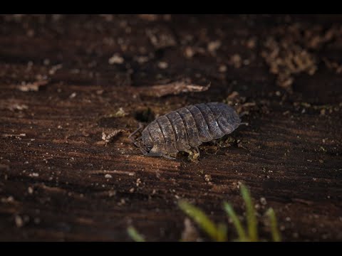 How Woodlice and Cochineal Insects Clean from Heavy Metals