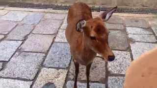 奈良旅行記 / Traveling in Nara / 奈良旅行去