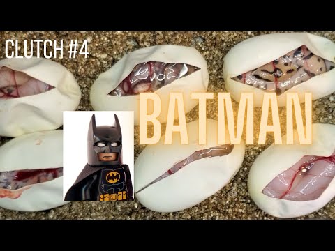 Ball Python 2021 Egg Cutting: Pastel Clown x Lesser Leopard Spotnose het Clown