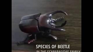 Spring Motor Toy Rhinoceros Beetle (Chalcosoma Caucasus)