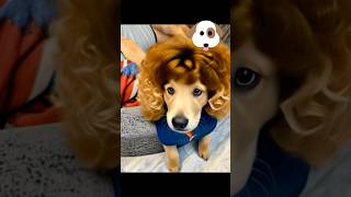 Leo aur reo ka dimag kharab ho gaya😁#goldenretriever #dogcomedy #funnyvideo #doglover #pets #dog