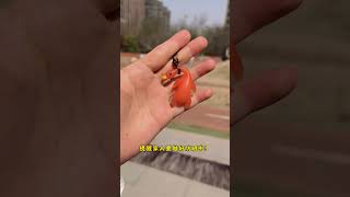 遇到阳光紫外线就烤熟啦！妈妈们给孩子准备起来，提醒孩子要注意防晒啦！#变色烤鸭 #紫外线变色挂件 #烤鸭挂件 #防晒测试