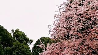 Episode 4 - Tokyo. Ueno Park 东京. 上野恩赐公园