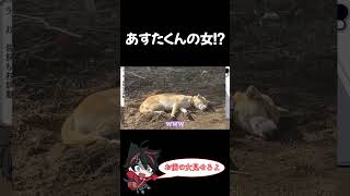 【メメントリ切り抜き】あすたくんに女…！？可愛すぎたwww #shorts