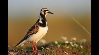 USGS Alaska Science Center Shorebird Research Program