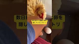 庭のあちこちに卵を産んで隠すのなぜ#shorts #ニワトリ #沖縄vlog #セラマ #伊計島 #沖縄暮らし #鳥のいる暮らし