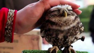 Cute Owls