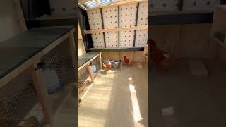 Inside of the chicken coop #diy #chickencoopdesign #chickencoop #coop #build #construction #home