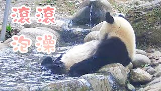 《熊貓早晚安》滾滾享受冬季養生澡 | iPanda熊貓頻道