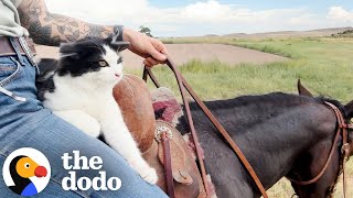 Barn Cat Chooses This Woman To Be His Mom | The Dodo