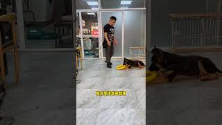 狗狗不喜欢玩玩具怎么办呢#训犬 #广州狗狗训练 #韶关狗狗训练 #狗狗训练