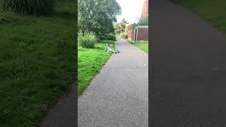 Crash #crash #ded