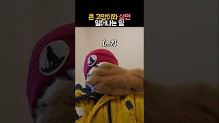 큰 고양이와 살면 일어나는 일 #동물 #호랑이