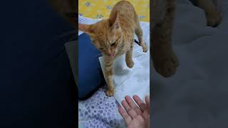 My Pet #Twinkle #viralshort #viralvideo #cute #kind #cat #ilovemycat #sweet