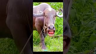 Pani lao re #funny #comedy #cow