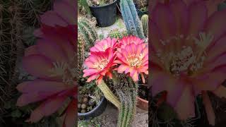 ロサ・カリフォルニア/エキノプシス・ケルメシナ × フグ #サボテン #花 #自然 #ガーデニング #cactusjerk