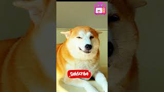 Dog laughing | Dog | Dog funny Video | pets | pet video | shorts #pets #petshorts happy dogs