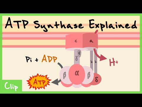 ATP Synthase Explained (PO Ratios, Fo & F1 Subunits, C-ring) | Clip
