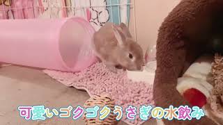 お水を飲んでるだけで可愛い動物🐰❤️