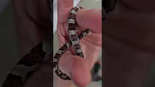 my snake made the infinite sign♾️ #snakelove #cornsnake