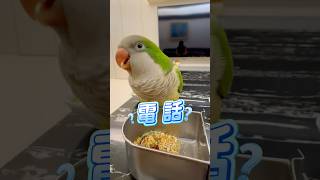 在家嗎?電話~和尚鸚鵡Baby好會說話~太可愛啦 ~#和尚鸚鵡 #parrottalking #可愛  #寵物 #cute