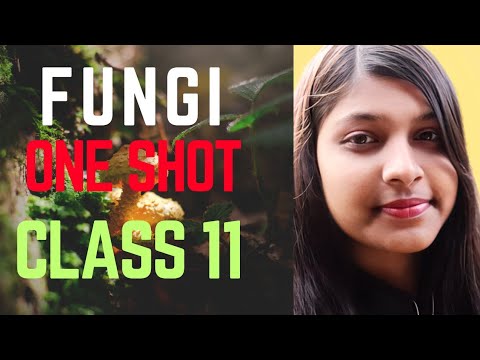 Fungi in one shot l class 11 biology chapter biological classification