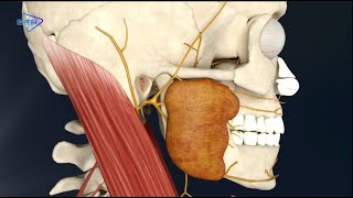 3D【Cranial Nerve】--The course and branch of the facial nerve/【脑神经】--面神经的走行及分支