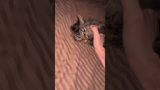 #kitten #kitty #catstagram