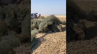 江西鄱阳湖： 护渔志願者发现一眼望不到边的 地笼阵：半夜1 -4點有人下網收網避開漁政，被懷疑可能是漁政内部人員后，发公告禁止进入：監守自盜@铭宇美食SWS：2022年10月24日
