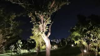 长在树上  有补骨养骨功效的草药  紧紧拥抱着大树干  夜幕下观赏它更有神秘感