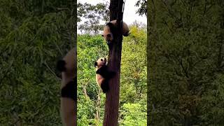 吓死了，爬树半路还打架，勇敢的孩子不服输 | #babypanda #熊猫宝宝 #熊猫幼崽  #幼崽打架