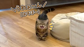 意思表示が上手になってきた猫が可愛すぎる…！！