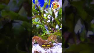 Seahorse Secrets. #familyentertainer #funforallages #funfamily