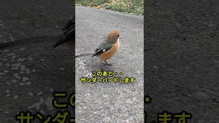 モズ（百舌鳥）のサンダーバード 　#shorts モズ#面白い小鳥