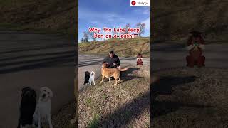 Leash Your Humans  #getmoving #dogsafety #healthylifestyle