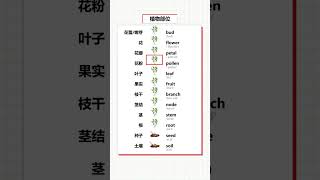 关于植物部位的英文 #分类记单词#短语#学英语 #口语 #一起学口语 #实用单词分类#shorts